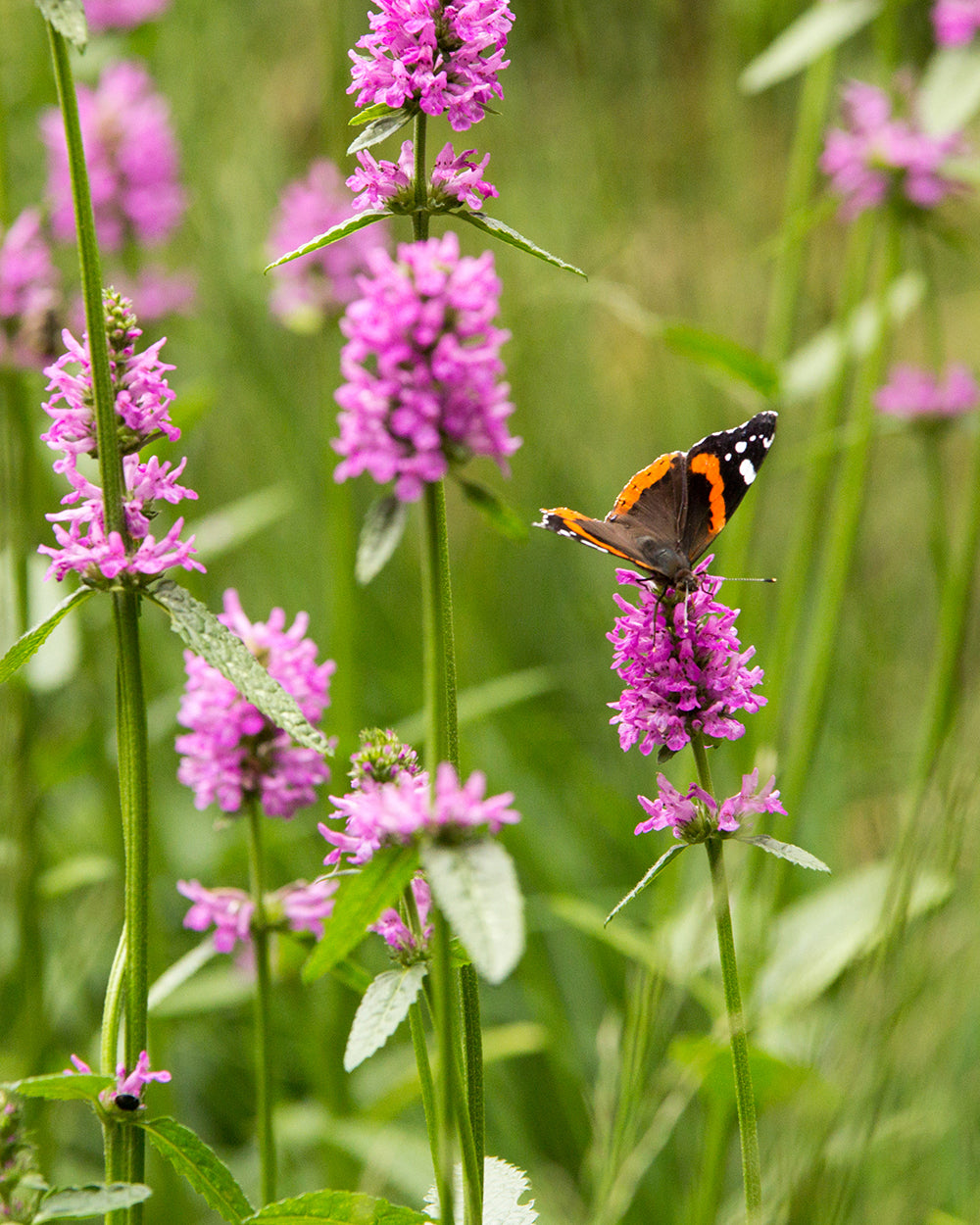 Stachys Densiflorus