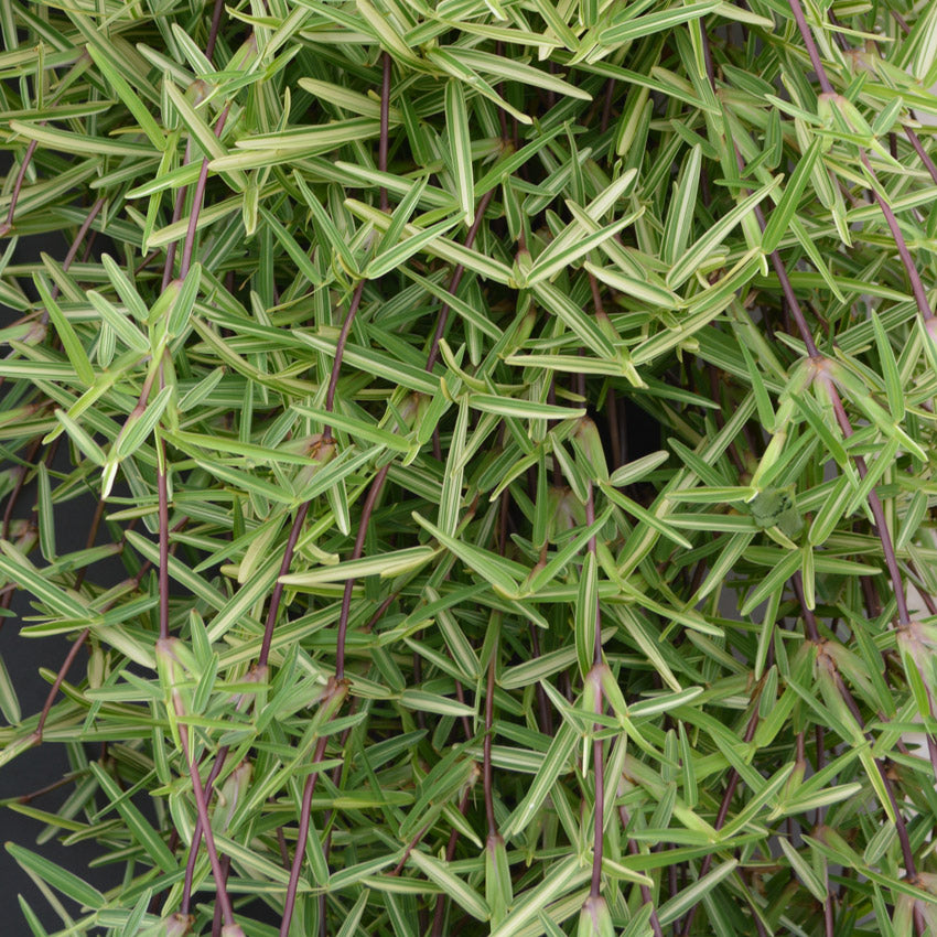 Stenotaphrum secundetum variegata