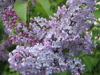 Syringa henryi  'Ainola' - Lilas