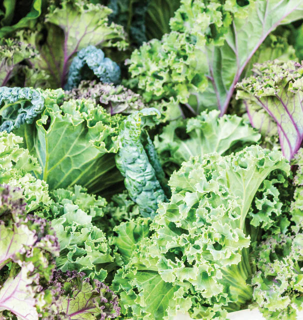 Seed - Summer Kale Mix - West Coast Seeds