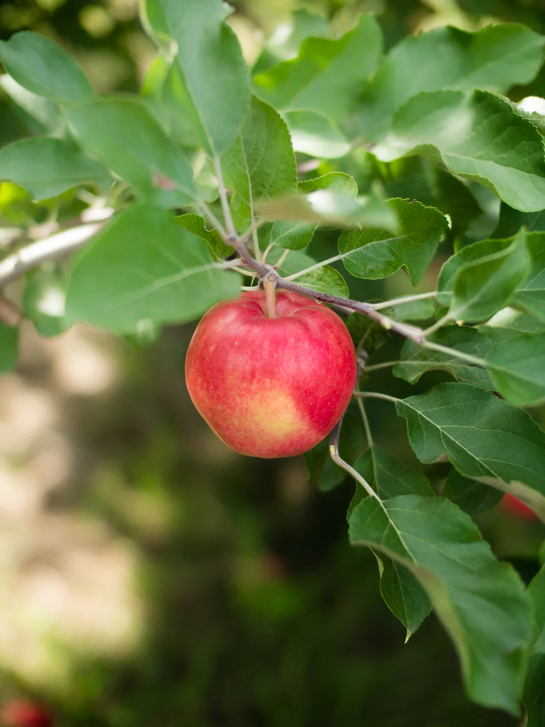 Malus sunrise - pommier