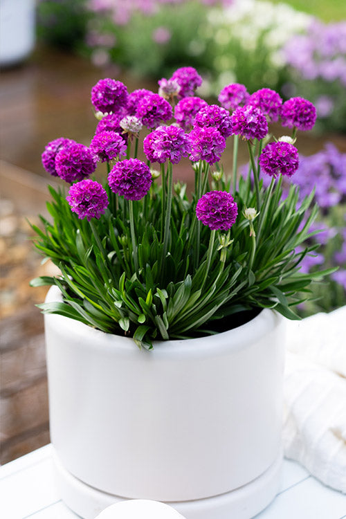 Armeria dreameria 'Vivid Dreams'