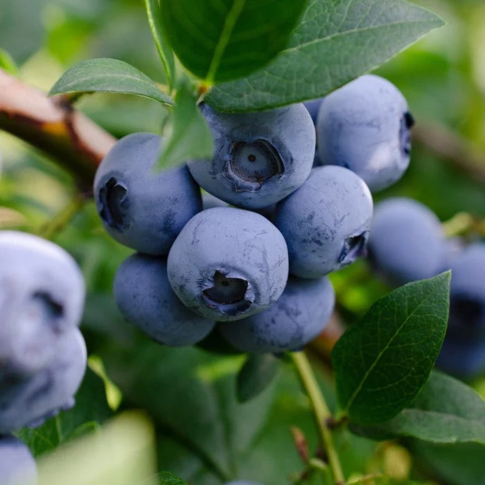 Vaccinium corymbosum 'Sweetheart'