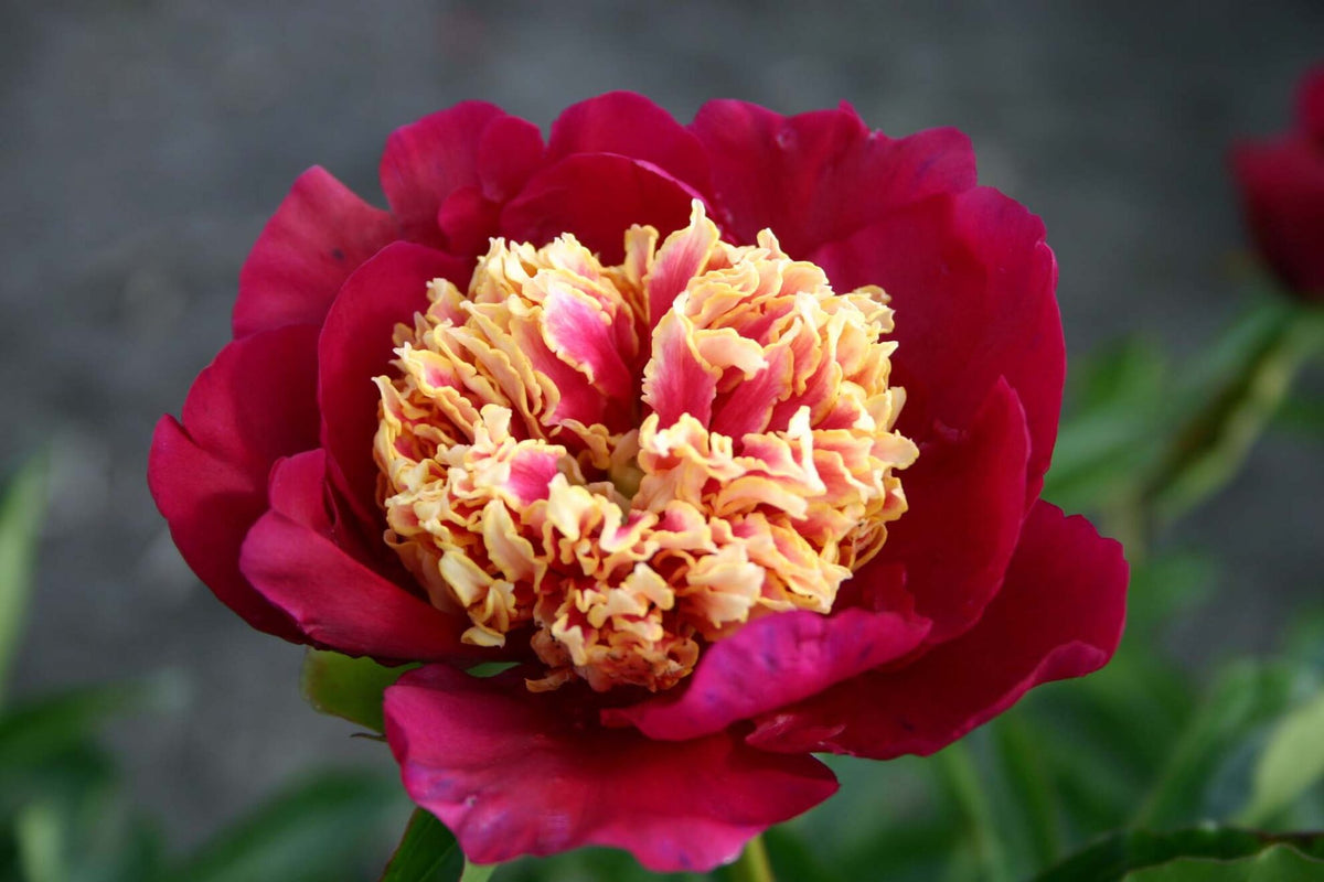 Paeonia 'Sword Dance'