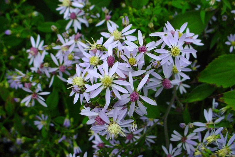 Aster à feuilles cordées - symphyotrichum cordifolium