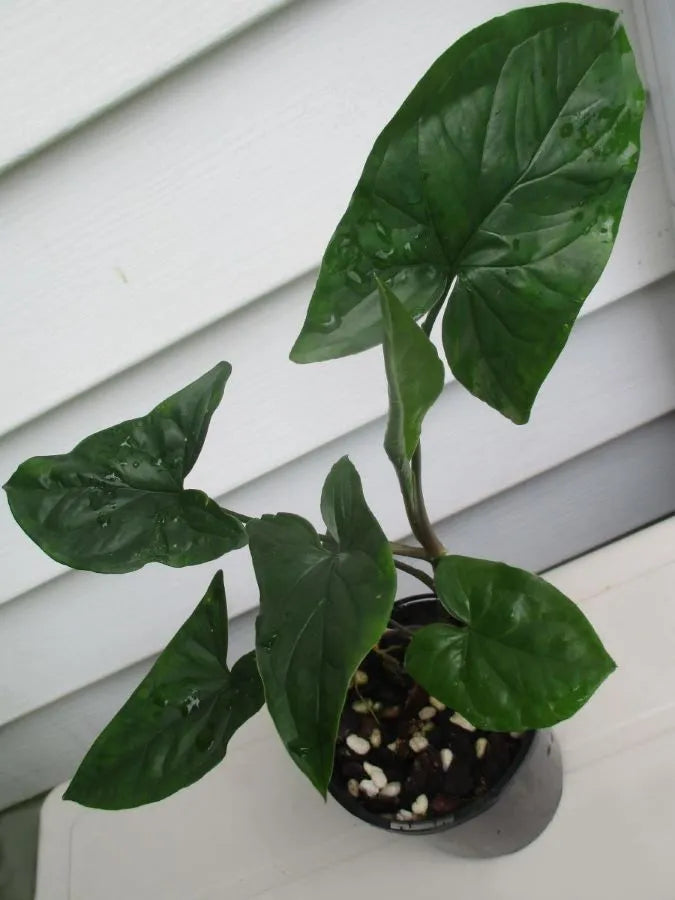 Syngonium podophyllum