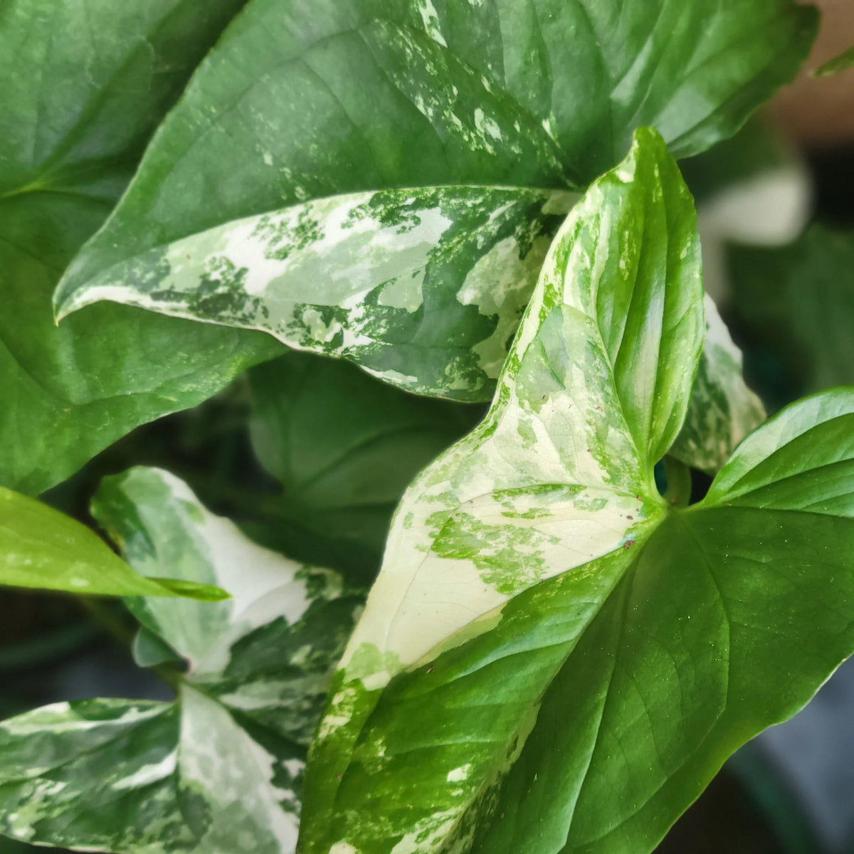 Syngonium podophyllum variegata