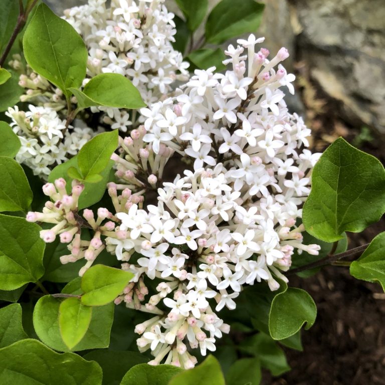 Syringa meyeri 'Pearl Potion'