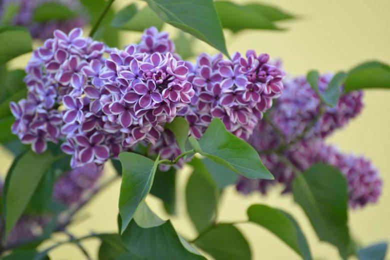 Syringa vulgaris 'Sensation' - Lilas