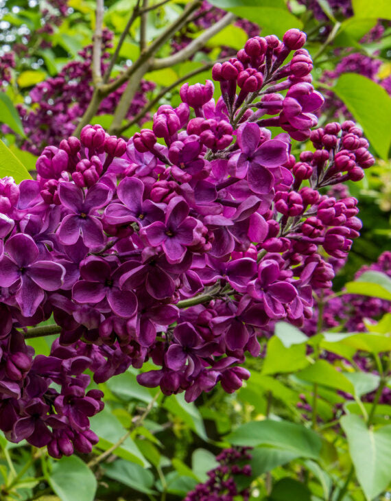 Syringa vulgaris 'Ludwig Spaeth' - Lilas (Souvenir Louis)