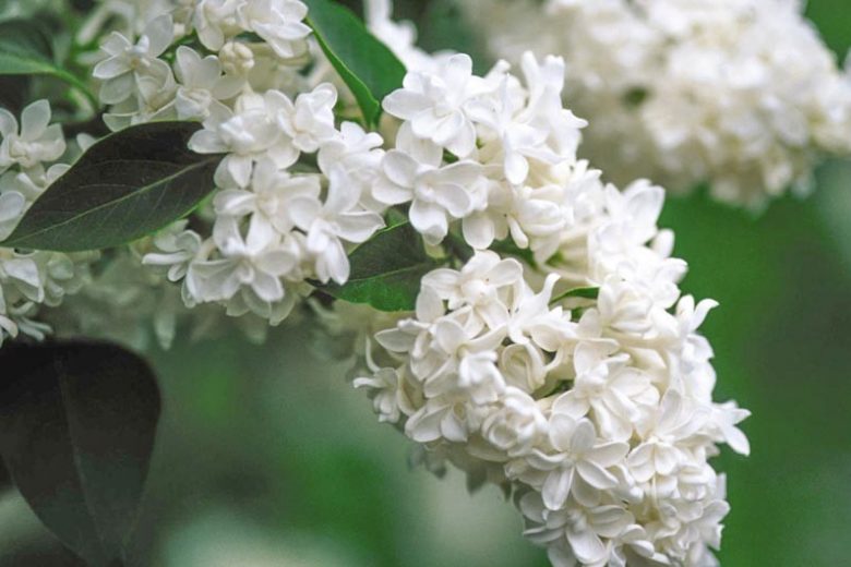 Syringa vulgaris 'Mme Lemoine' - LILAS