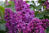 Syringa vulgaris 'Monge' - Lilas