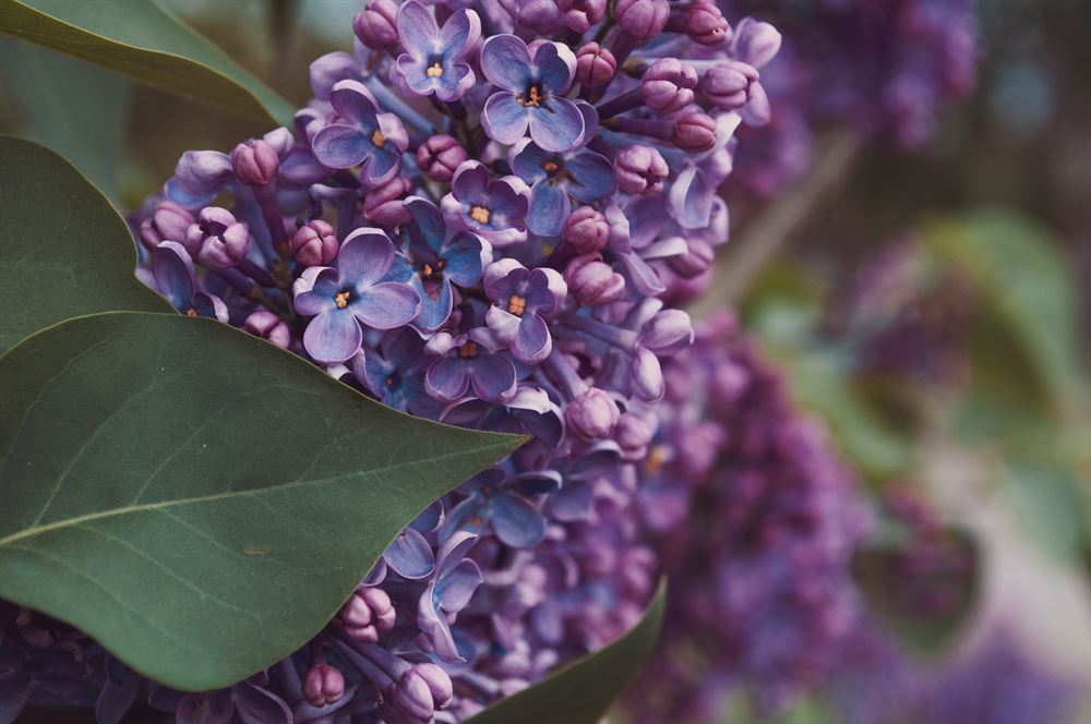 Syringa Vulgaris Prairie Petite - Lilas