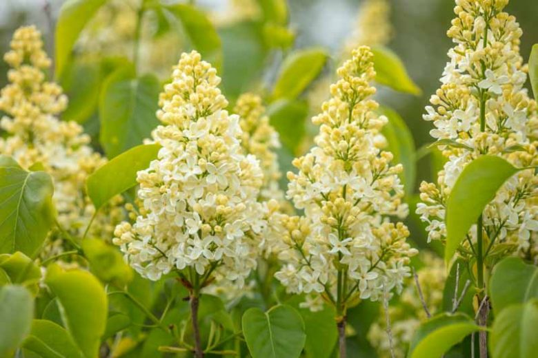 Syringa vulgaris 'Primrose' ('Primerose') - LILAS