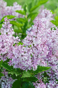 Syringa prestoniae "minuet"