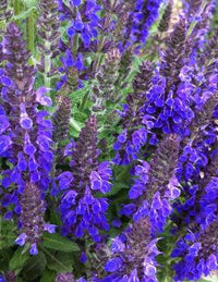 Salvia 'Bubbleblue' - Sauge