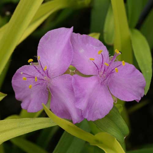 Tradescantia 'Sunshine Charm'