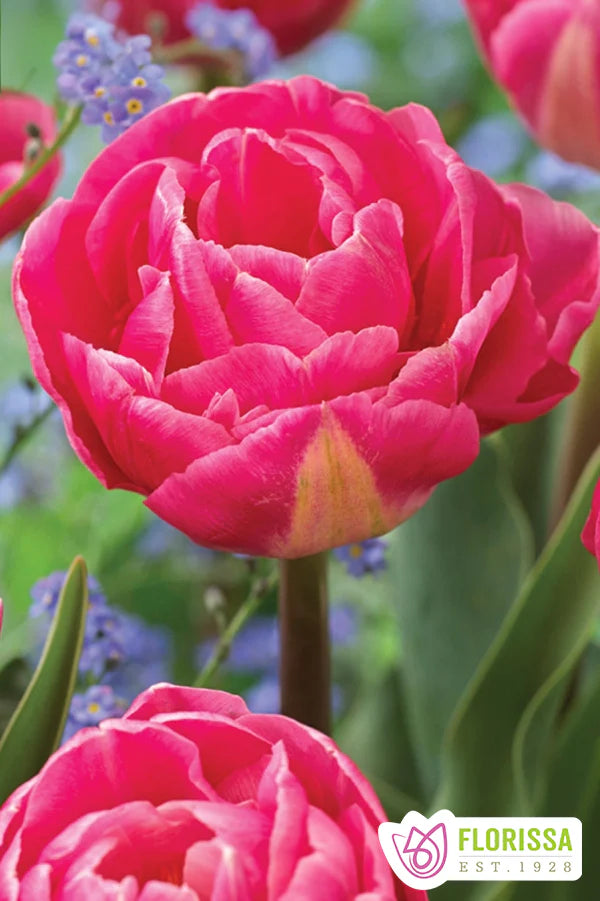 Bulbe d'automne - Tulipe Double - Peony Voque