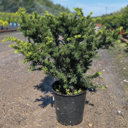 Taxus Densiformis
