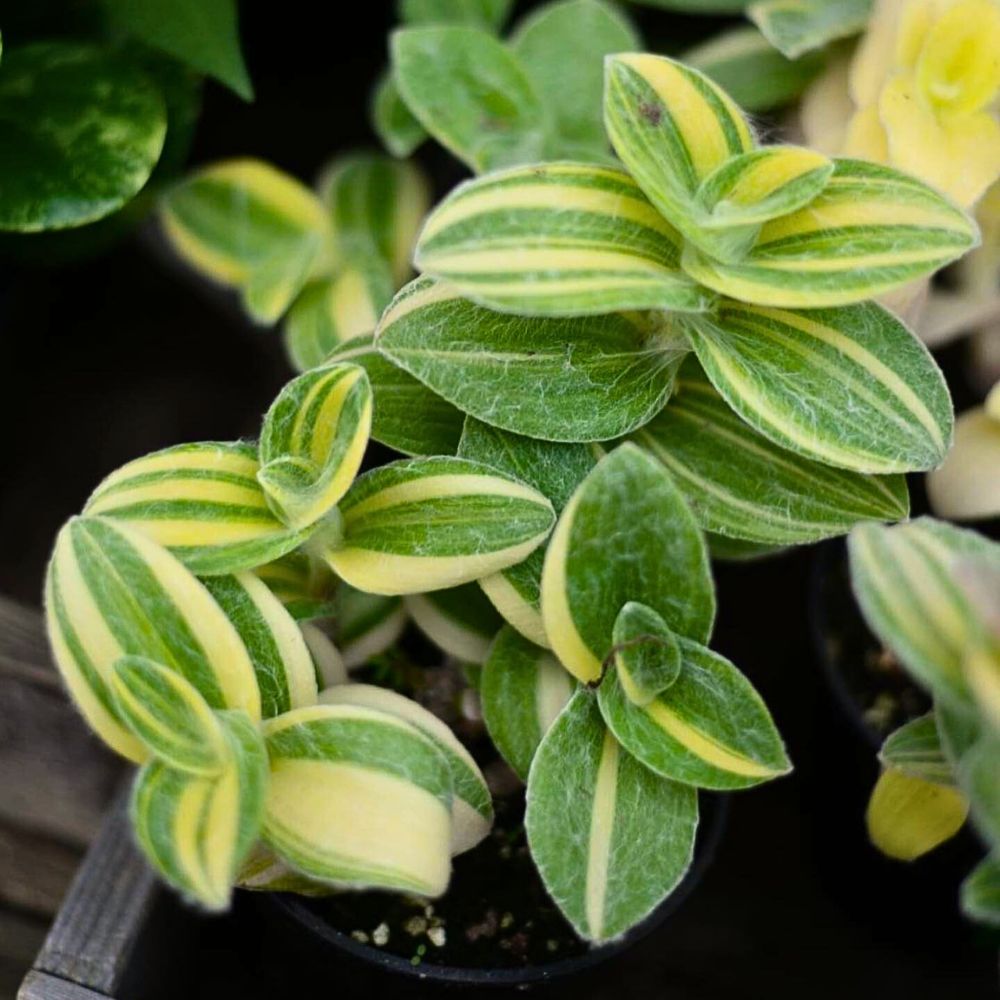 Tradescantia sillamontana Velvet Stripe/ Velvet Moon