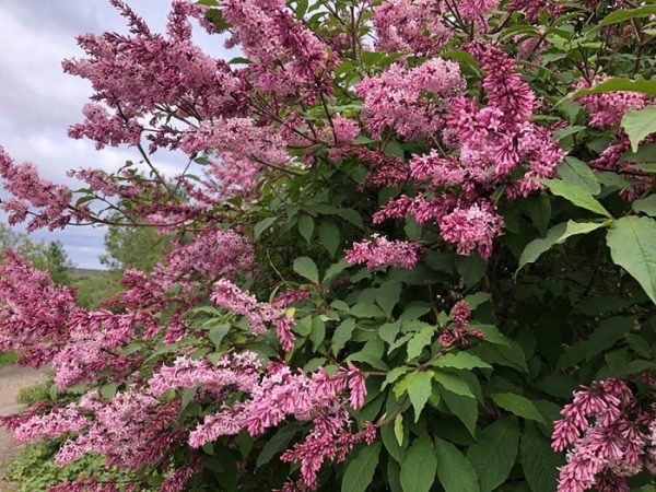 Syringa henryi "Julia"