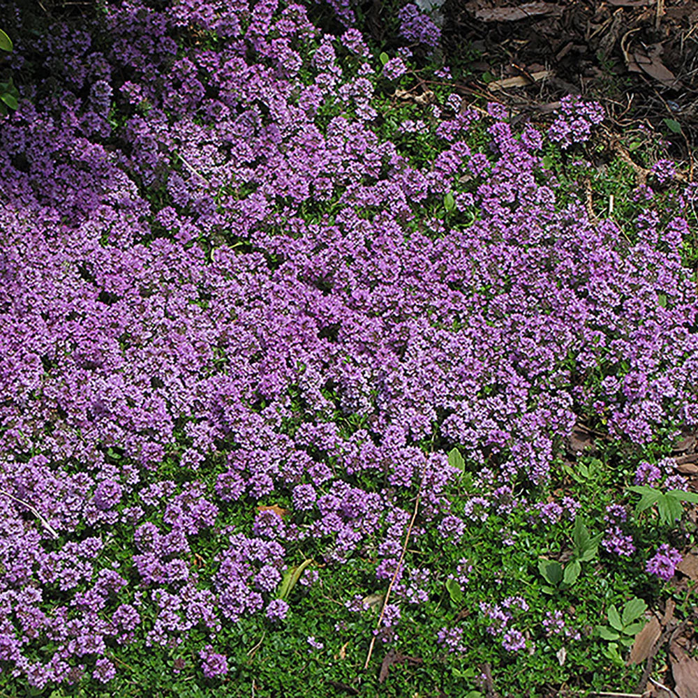 Thym purple carpet