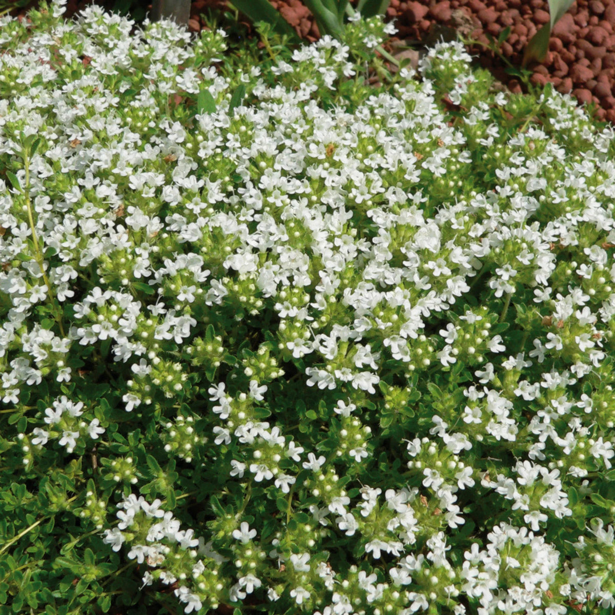 Thymus 'Albus' (serpyllum)