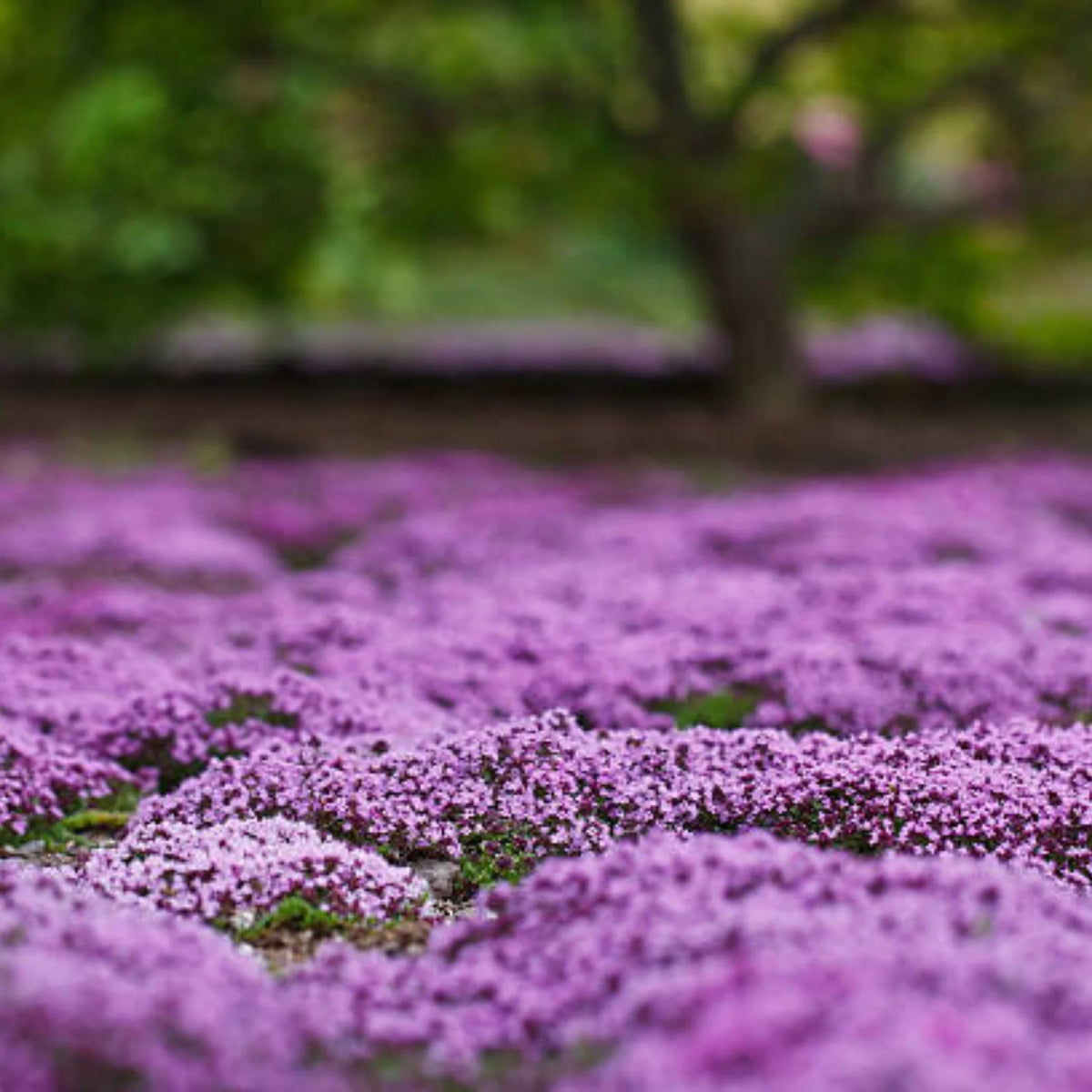 Thymus Serpyllum