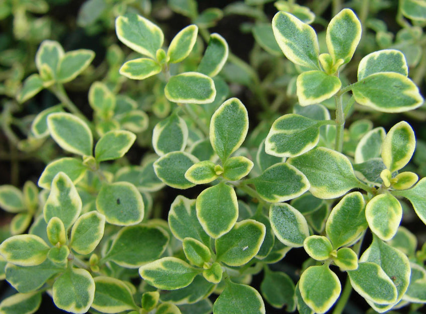 Thymus x citriodorus 'Aureus'