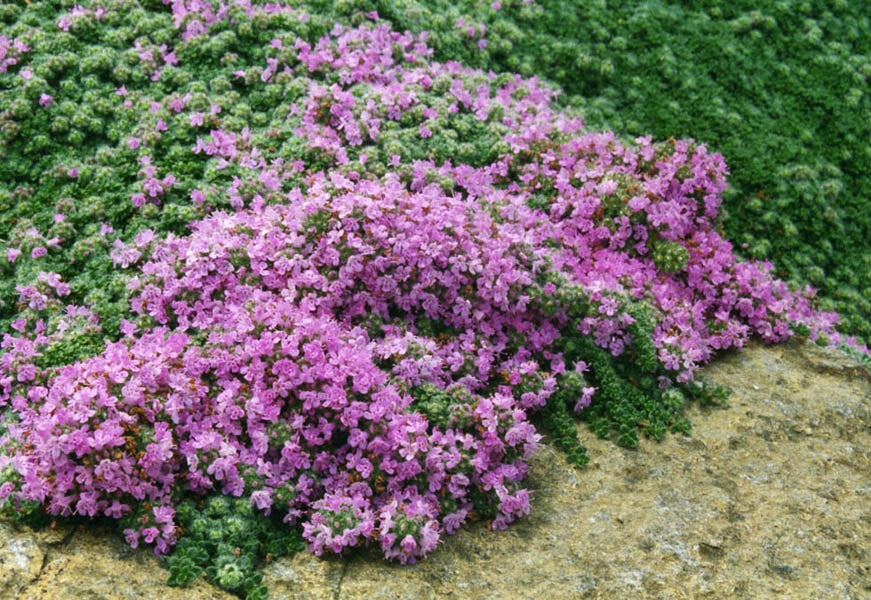 Thymus praecox 'Pseudolanuginosus'