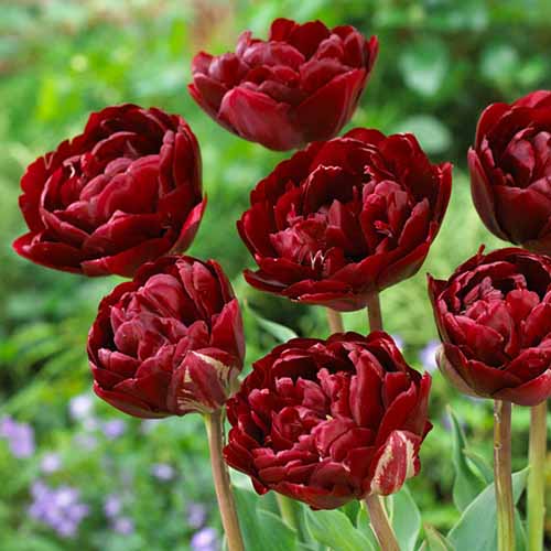 Bulbe d'automne - Tulipe Cranberry Kiss