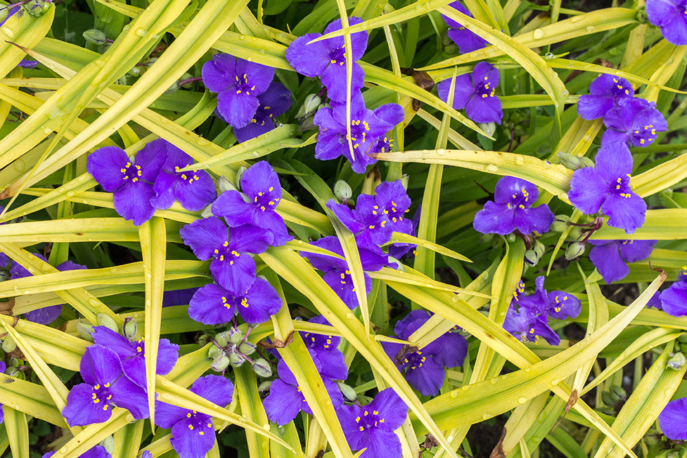 Tradescantia 'Sweet Kate'