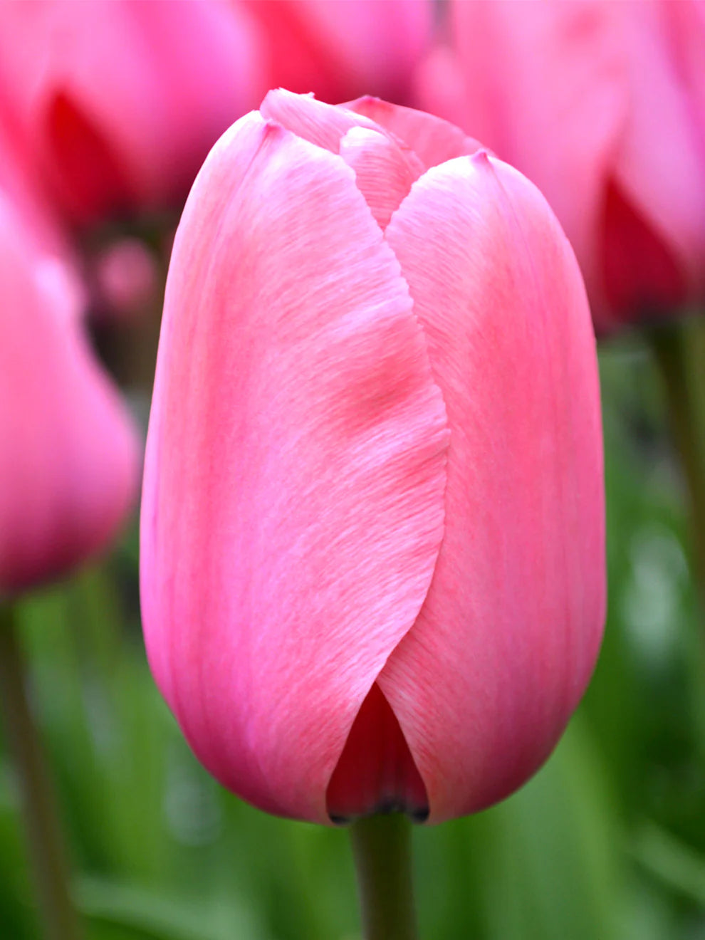 Bulbe d'automne - tulipe pink impression