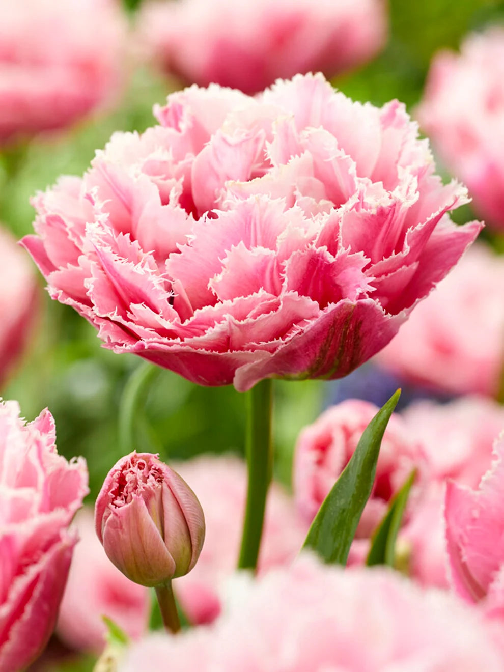Bulbe d'automne - Tulipe Sugar Crystal