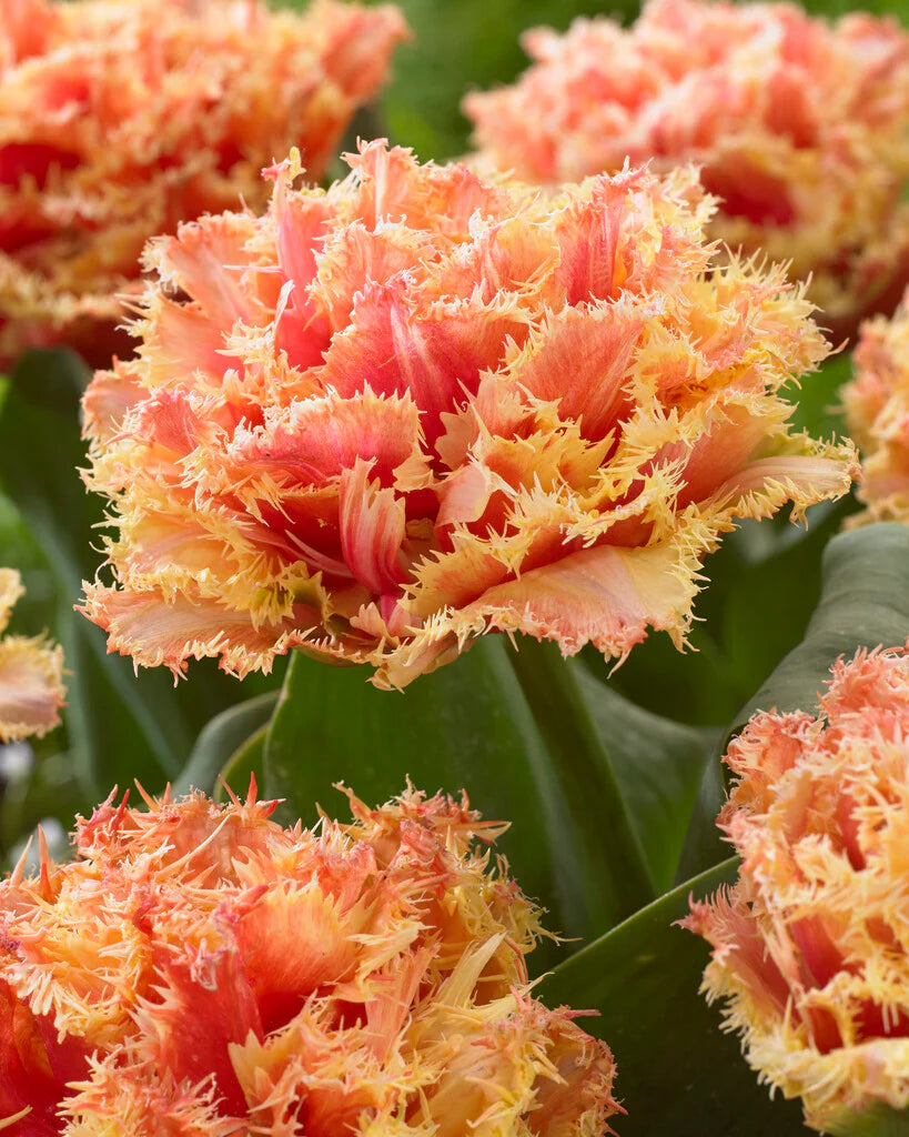 Bulbe d'automne - Tulipe Brisbane