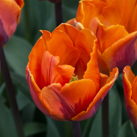 Bulbe d'automne - Tulipe Orange Pride