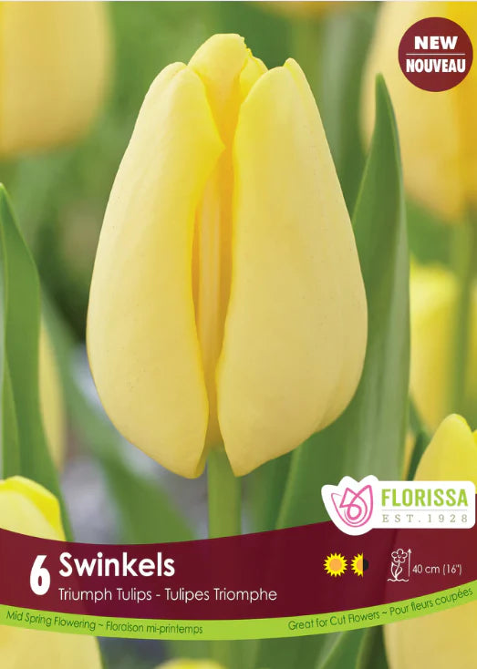 Bulbe d'automne - tulipe Swinkels