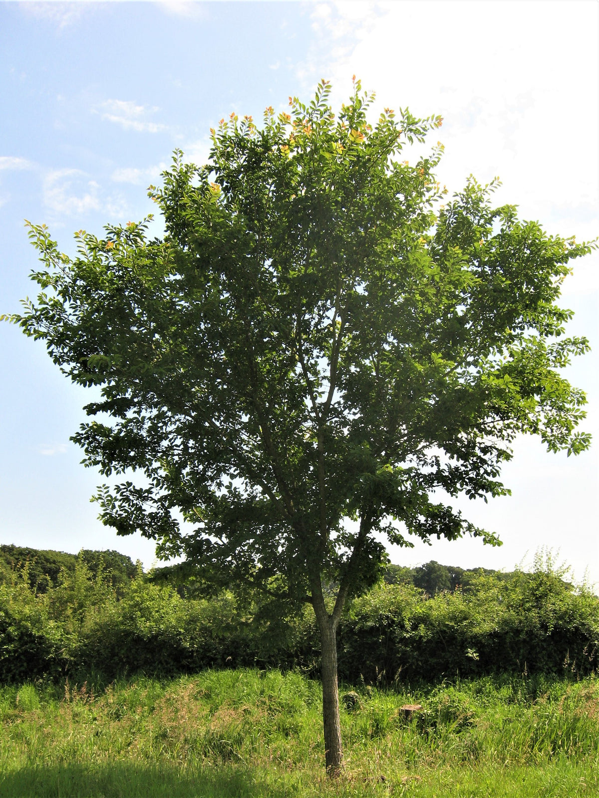 Ulmus Morton Glossy Triumph - Orme