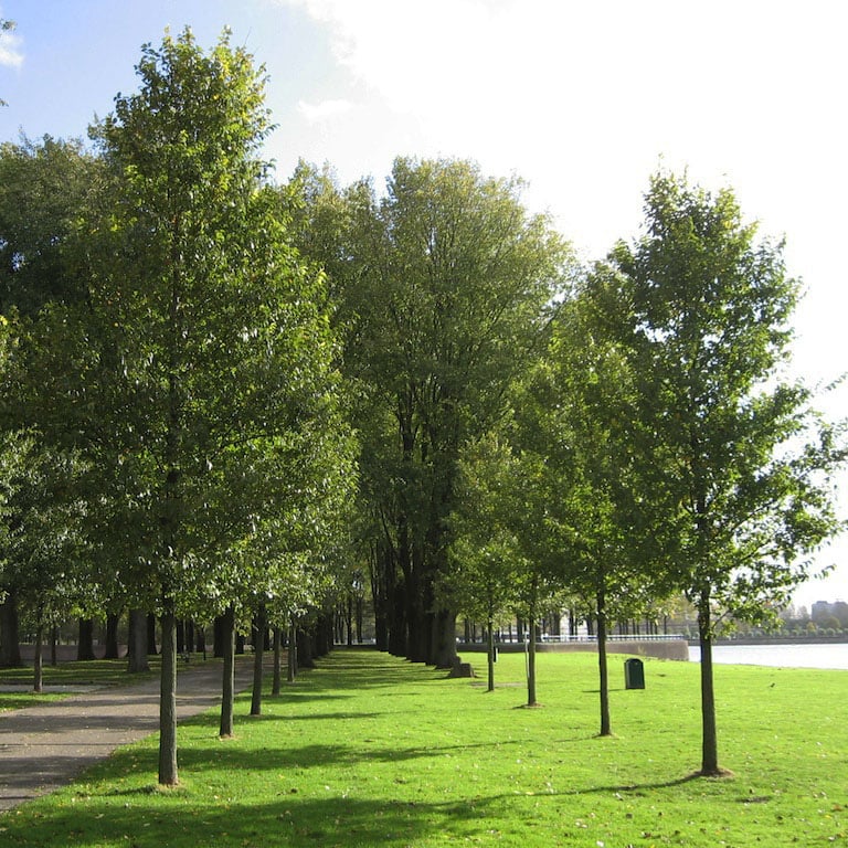 Ulmus Japonica x Pumilla - New Horizon