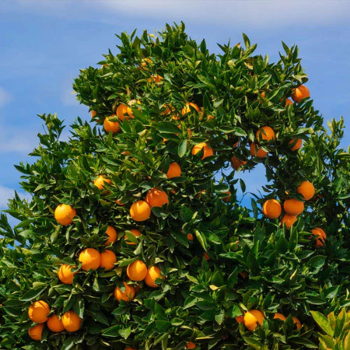 Citrus Red navel Orange (Cara Cara) - Oranger