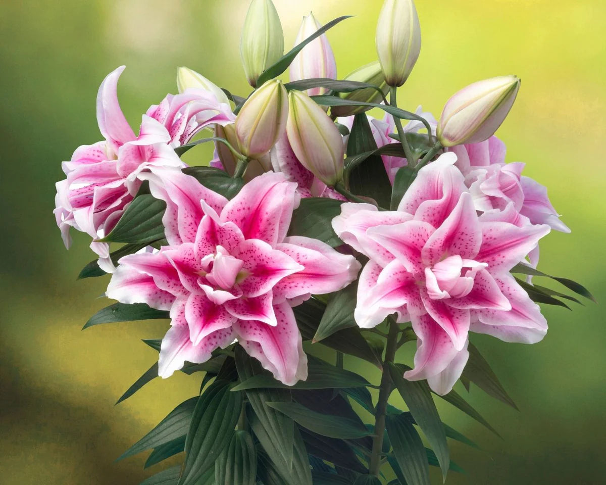 Lilium Roselily™ 'Nowa' (ori.)
