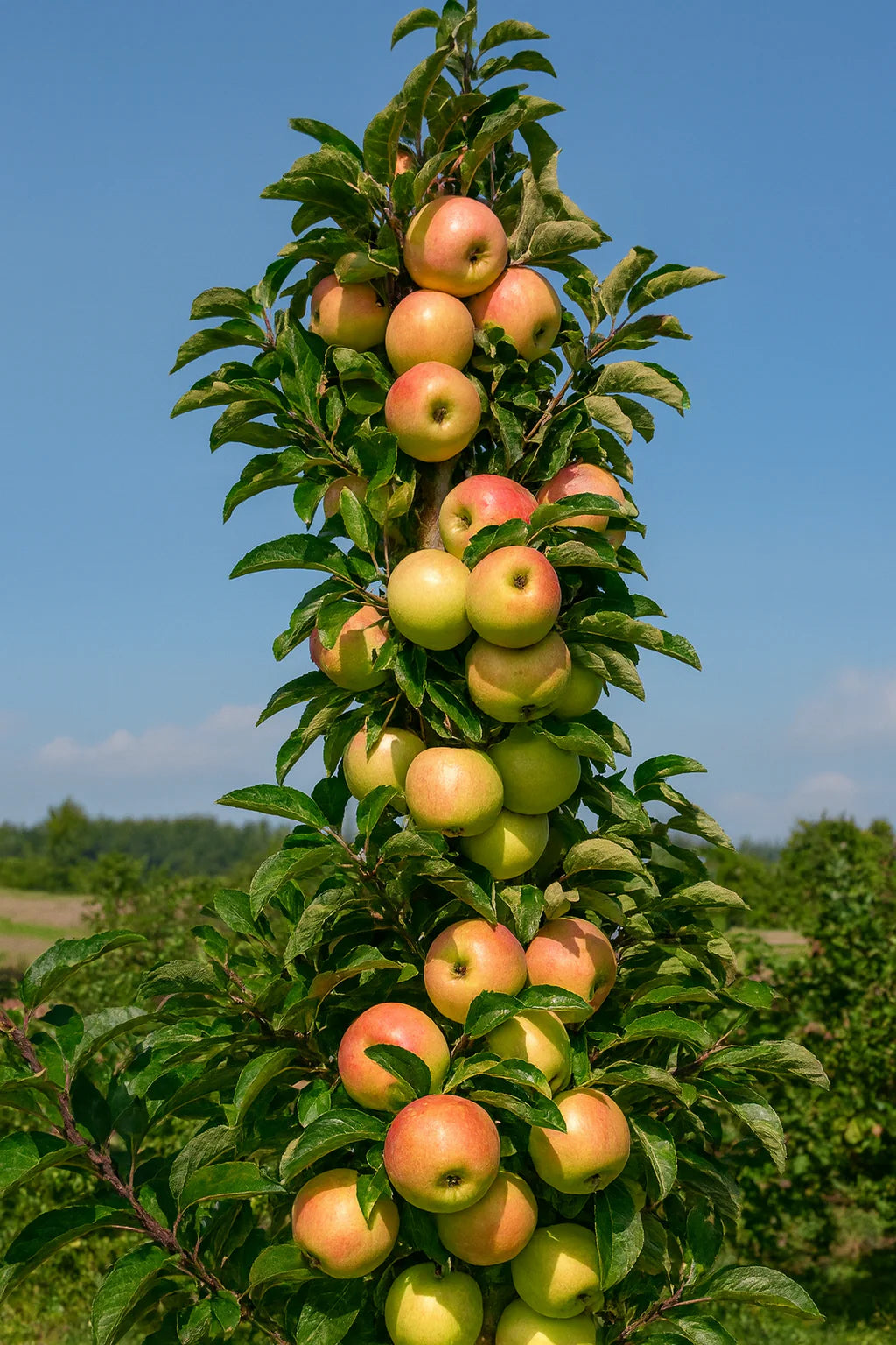 Malus Urban Series 'Blushing Delight'