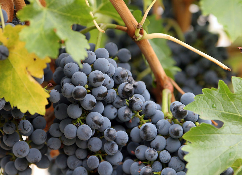 Vitis - Concord grape (blue) - (seedless)