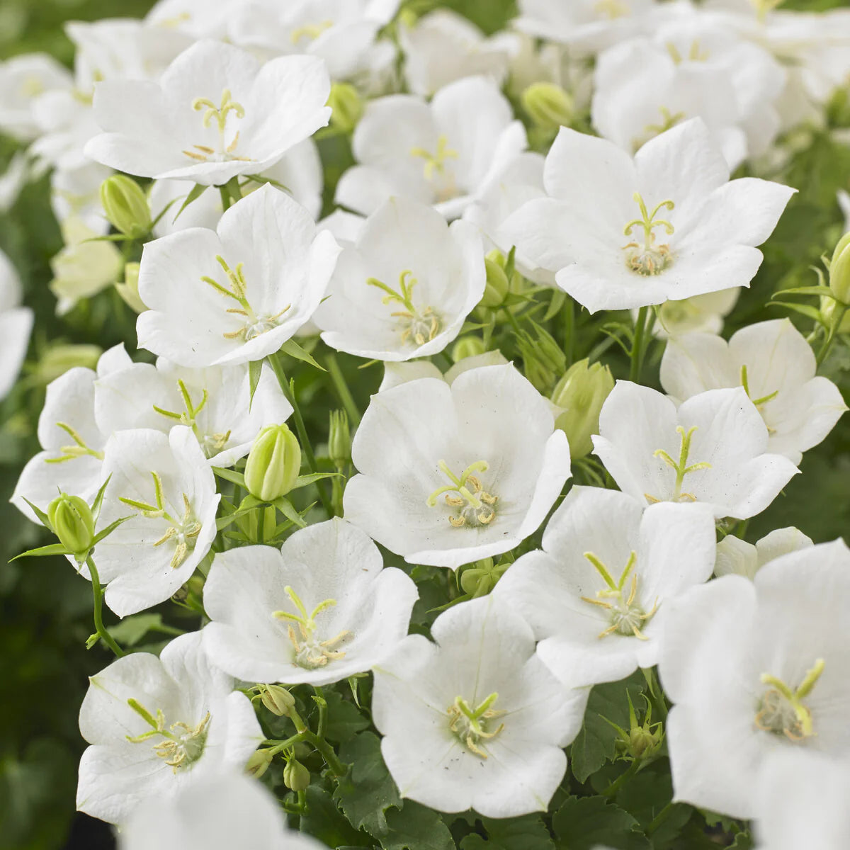 Campanula 'rapido white' - campanule