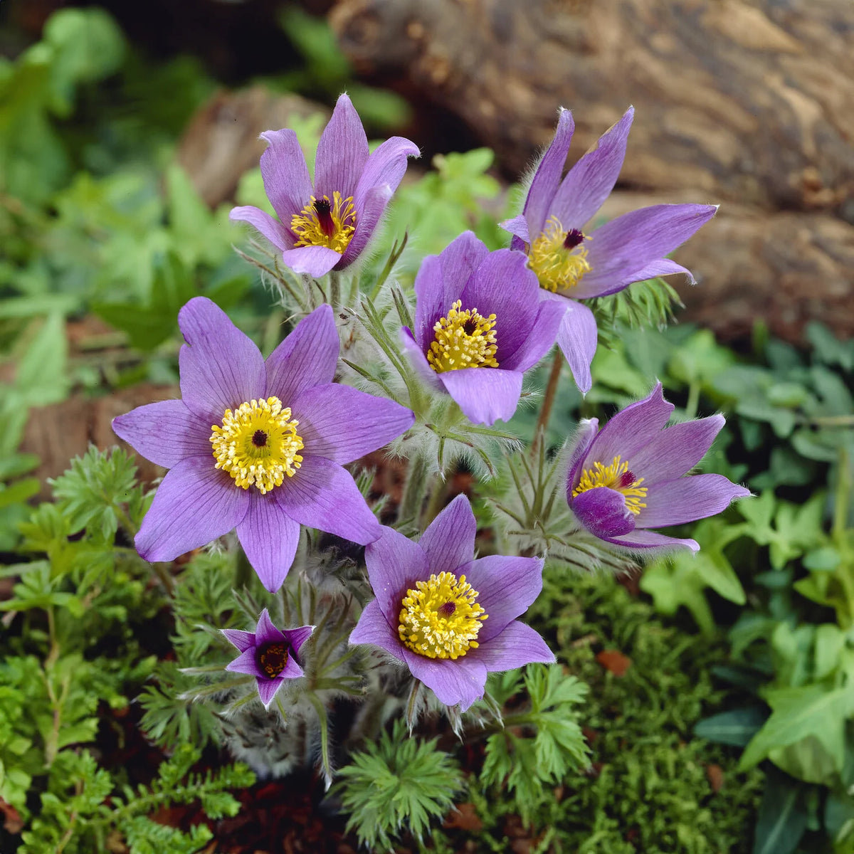 Pulsatilla vulgaris Bleu/blue - Anémone pulsatille