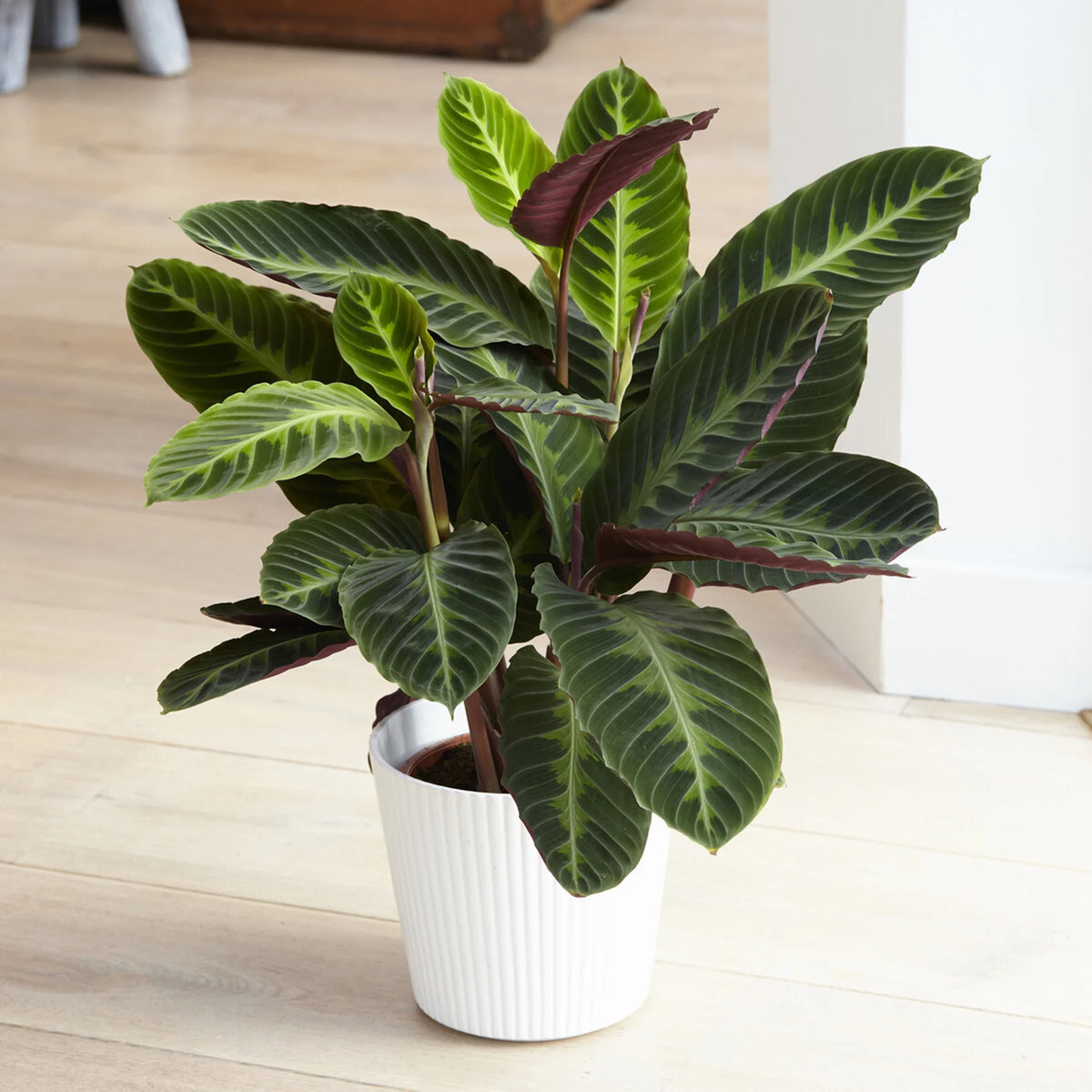 Calathea Warscewiczii