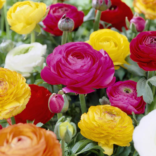 Bulbe Rénoncule peony mix pkg10