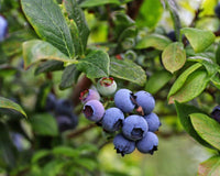 Vaccinium 'Northcountry'- bleuet