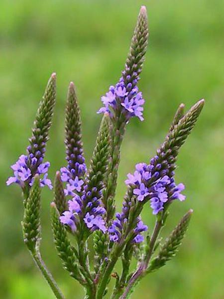 Verbena hastata