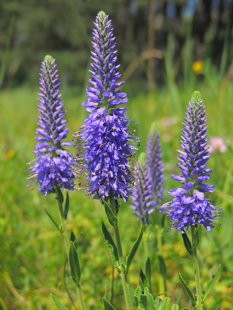 spiked speedwell blue bouquet – FleurExcel Inc.